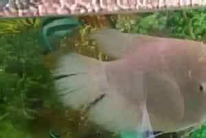 招财鱼互相咬(招财鱼有着很强地域意识)