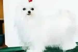 两个月的马尔济斯犬吃多少食物合适(马尔济斯)