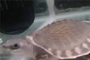 猪鼻龟几天换水(饲养猪鼻龟对水质的要求)