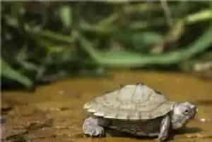 养乌龟的风水讲究(龟要放在要火的方位)