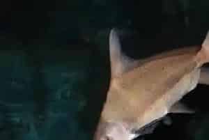 胭脂鱼养殖(胭脂鱼养殖需要注意的事项)