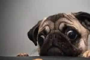 怎么喂养八哥犬(巴哥犬的喂食以及护理方法)