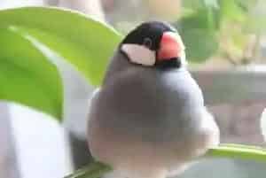 适合家养的鸟(以及选择宠物鸟饲养的方法)