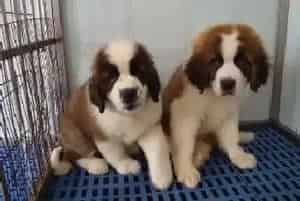 圣伯纳犬换毛期间应该吃点什么食物呢(圣伯纳犬)