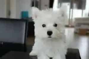如何与西高地犬交流让它跟你更亲昵呢(西高地)