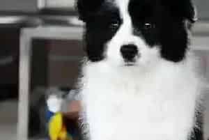 为什么边境牧羊犬对食物的要求很高(边境牧羊犬)