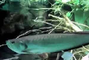 龙鱼水族箱饲养(在水族箱中加入成品硝化细菌)