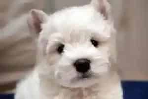 三个方法轻松培养西高地成为温顺的宠物犬(西高地)