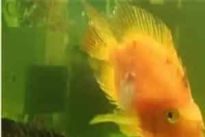 鹦鹉鱼排卵怎么办(明显的特征就是肚子鼓大)