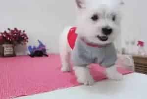 掌握美容步骤让自家西高地更加美丽动人(西高地)