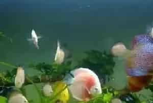 七彩神仙鱼打架(七彩神仙鱼打架的原因)