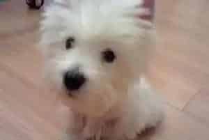 西高地狗狗呕吐的治疗方法(西高地)