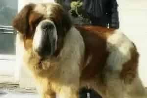 科学喂养之选择合适的食物给圣伯纳犬食用(圣伯纳犬)