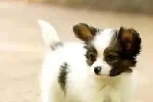 吃哪些食物会让蝴蝶犬有一身美丽的被毛(蝴蝶犬)