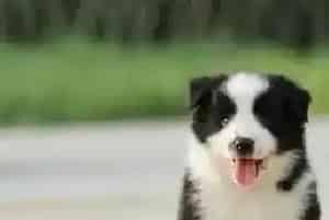 边境牧羊犬吃什么食物吸收最好(边境牧羊犬)