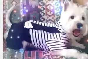 为什么西高地犬的食欲会下降(西高地)