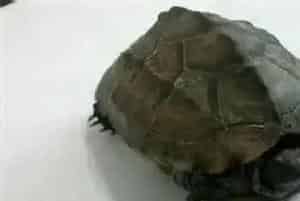 乌龟有什么品种(哪些乌龟是可饲养的)