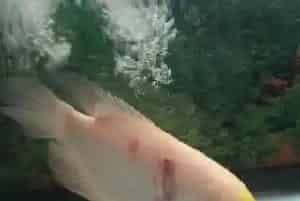 招财鱼的水温(理论上22--32度都可以)