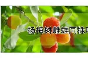 杨梅树雌雄同株吗