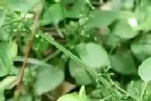 茜草根的功效与作用详解