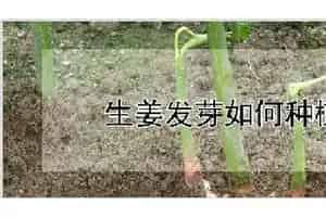 生姜发芽如何种植