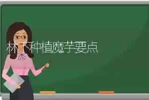 林下种植魔芋要点