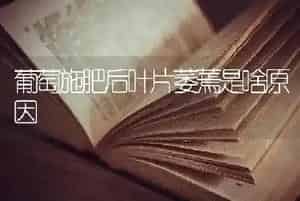 葡萄施肥后叶片萎蔫是啥原因
