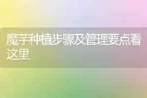 魔芋种植步骤及管理要点看这里