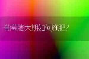 葡萄膨大期如何施肥?