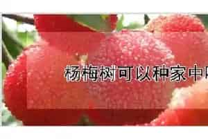 杨梅树可以种家中吗