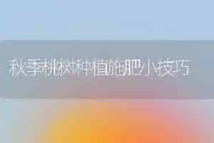 秋季桃树种植施肥小技巧