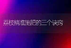 荔枝精准施肥的三个诀窍