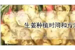 生姜种植时间和方法