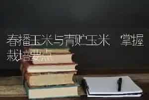 春播玉米与青贮玉米 掌握栽培要点