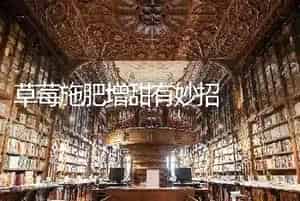 草莓施肥增甜有妙招