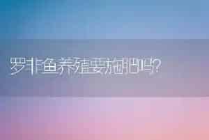 罗非鱼养殖要施肥吗?
