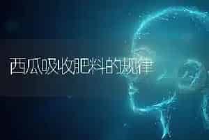 西瓜吸收肥料的规律