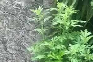 艾草花可以泡脚吗,用艾草泡脚有什么好处?