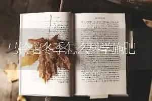 马铃薯冬季怎么科学施肥