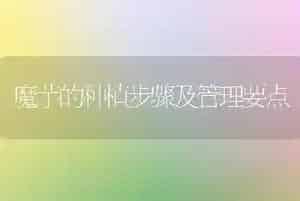 魔芋的种植步骤及管理要点