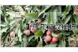 几月几可以摘杨梅