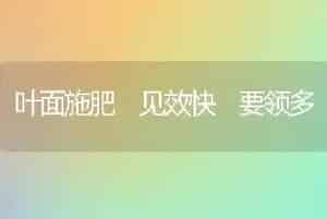 叶面施肥 见效快 要领多