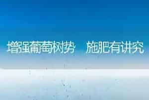 增强葡萄树势 施肥有讲究