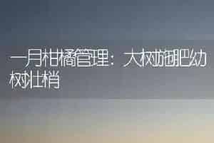 一月柑橘管理：大树施肥幼树壮梢