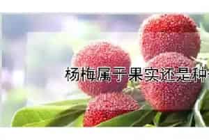 杨梅属于果实还是种子