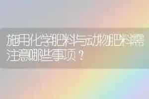 施用化学肥料与动物肥料需注意哪些事项?