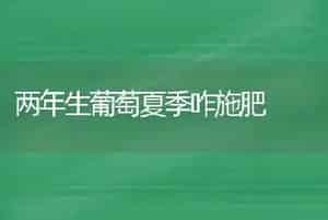两年生葡萄夏季咋施肥
