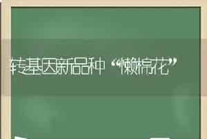 阳台种菜并不难因菜施肥是关键