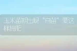 玉米苗期出现“白苗”要这样施肥