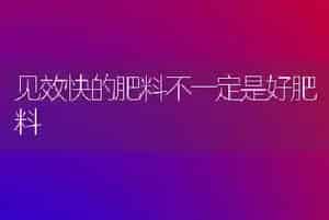 见效快的肥料不一定是好肥料